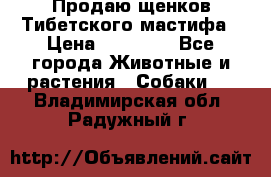 Продаю щенков Тибетского мастифа › Цена ­ 45 000 - Все города Животные и растения » Собаки   . Владимирская обл.,Радужный г.